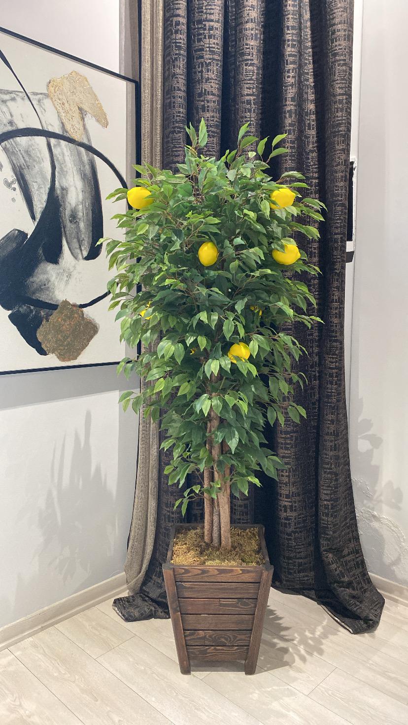 Ahşap Saksı İçerisinde Limon Ağacı h: 170 Cm